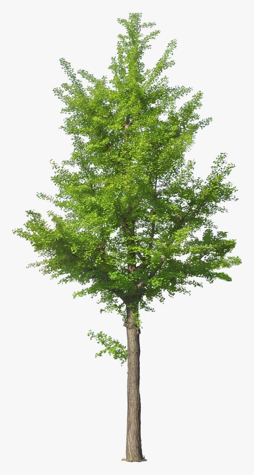 Hebergeur D'image - Front View Tree Png, transparent png download
