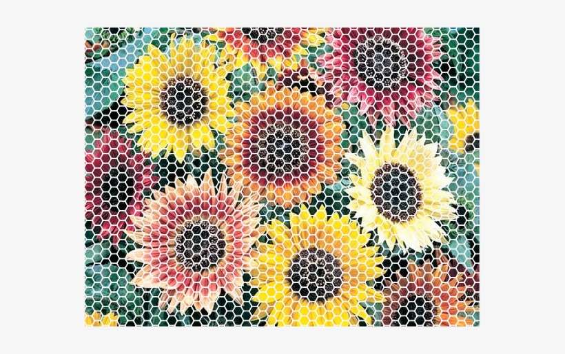 Flowerhex Zpszyjbsjlg - Sunflower Autumn Beauty, transparent png download