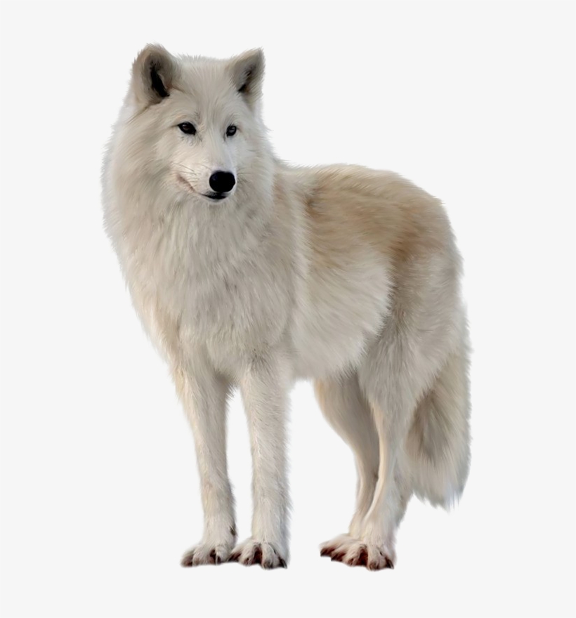 Canadian Eskimo Dog Wolves, transparent png download