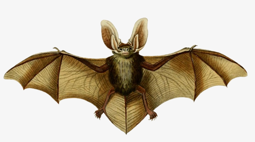 Oreillard Vulgare Clipart - Victorian Scientific Illustration, transparent png download