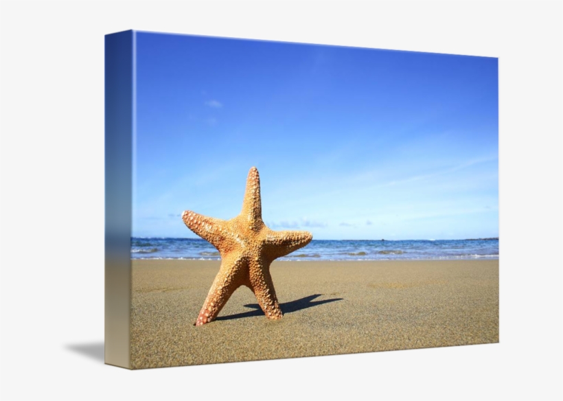 Starfish On Beach - Starfish, transparent png download