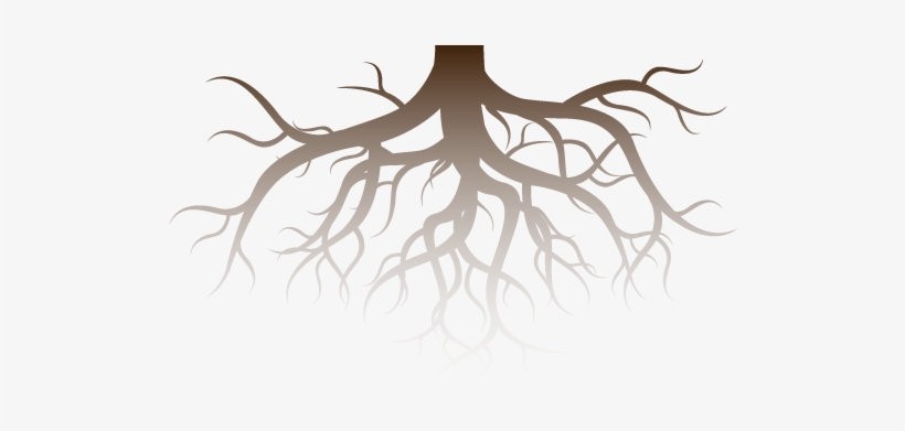 Professional Tree Services In Brampton, Ontario - Roots Vector, transparent png download