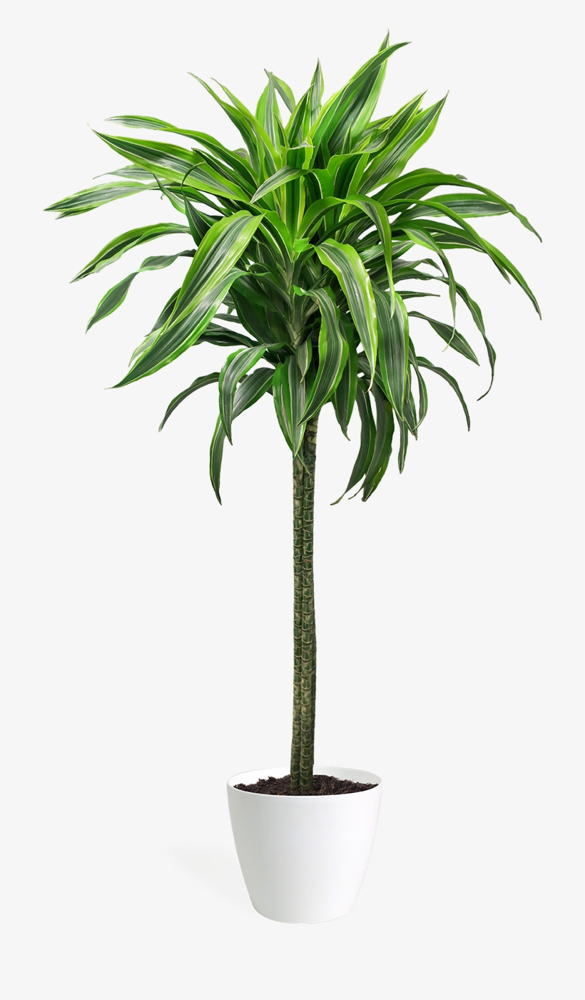 Dracaena Lemon Lime Cane Large - Dracena Lemon Lime Png, transparent png download
