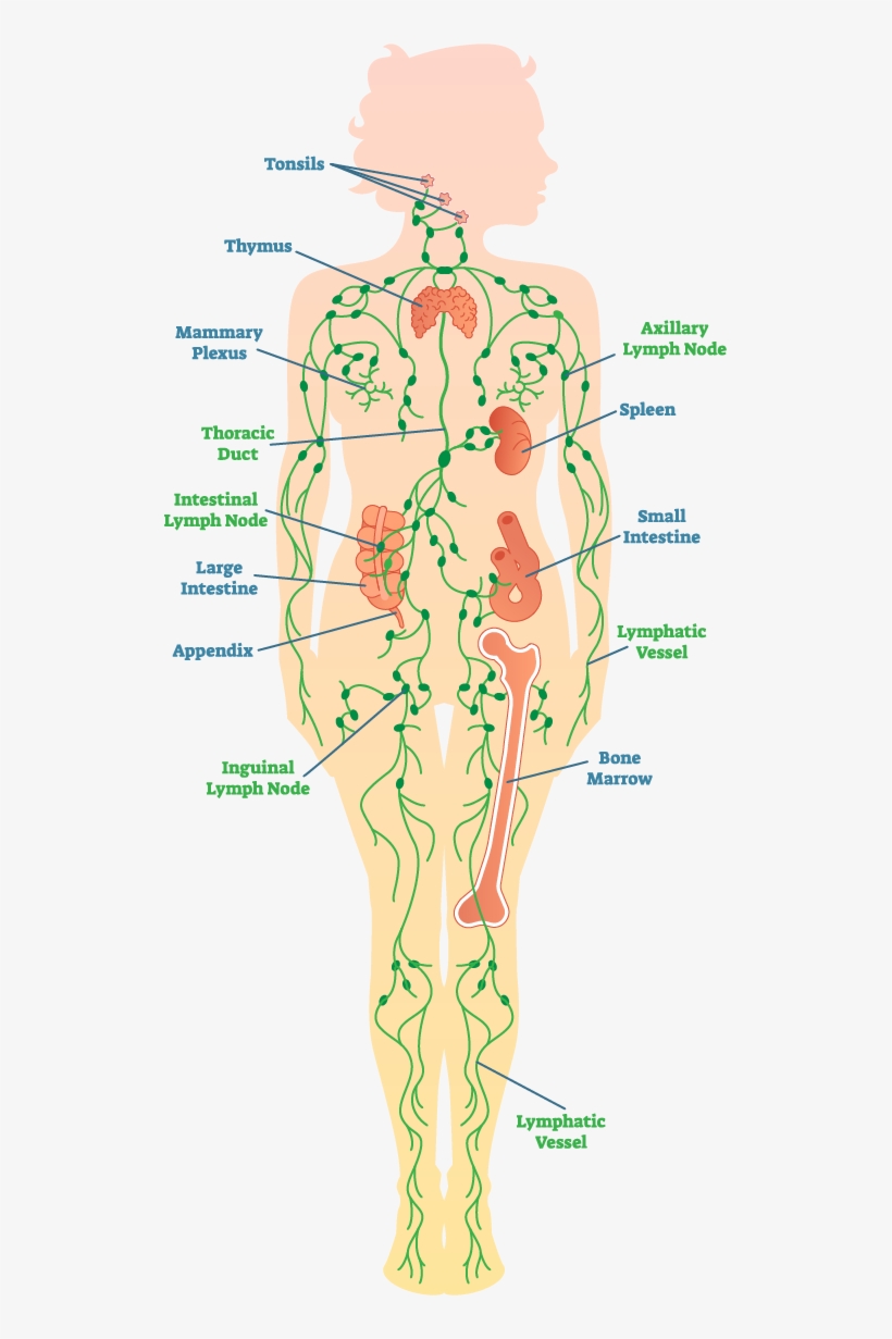 Diagram Of The Lymph System - Illustration, transparent png download