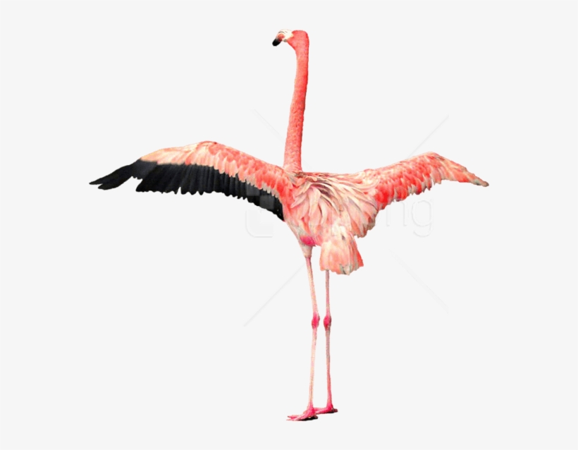 Download Flamingo Png Images Background - Flamingos Png, transparent png download