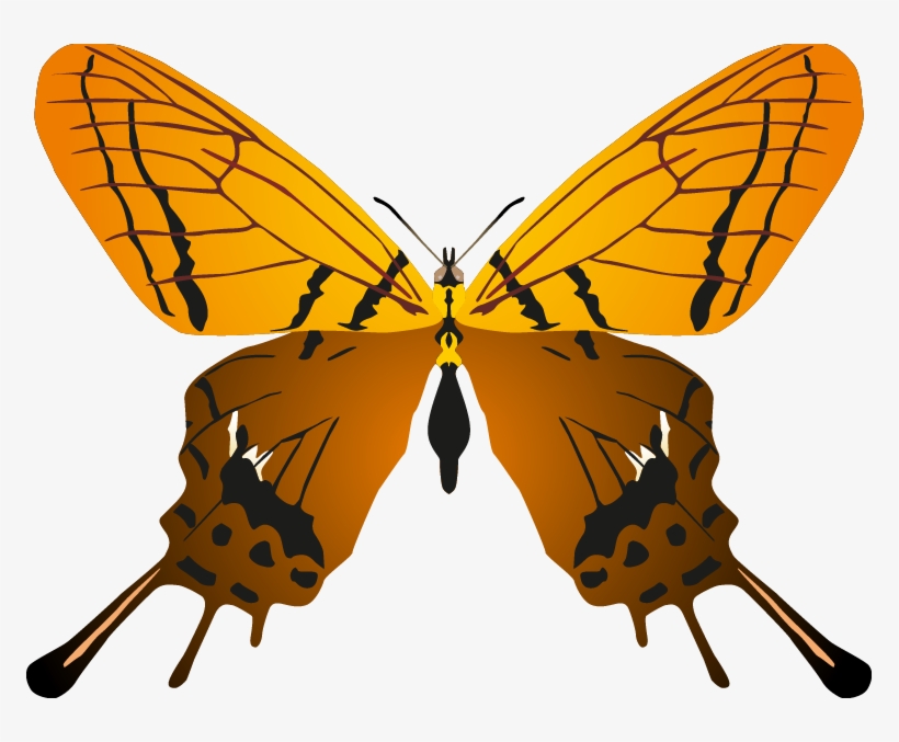 Butterfly Png Images - Butterflys, transparent png download