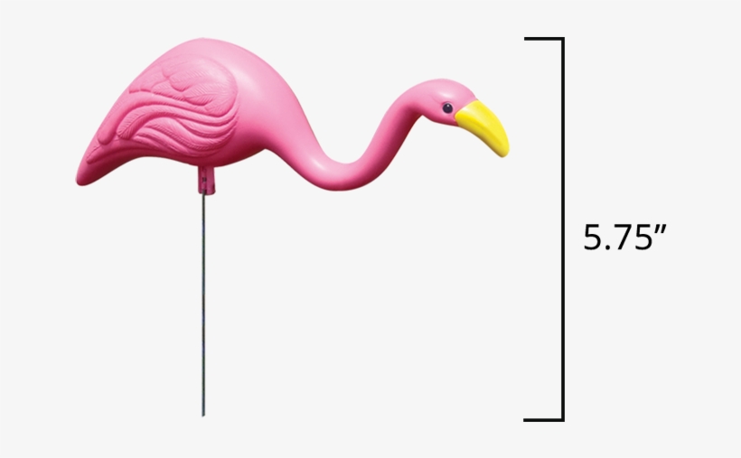 Mini Mingo - Greater Flamingo, transparent png download