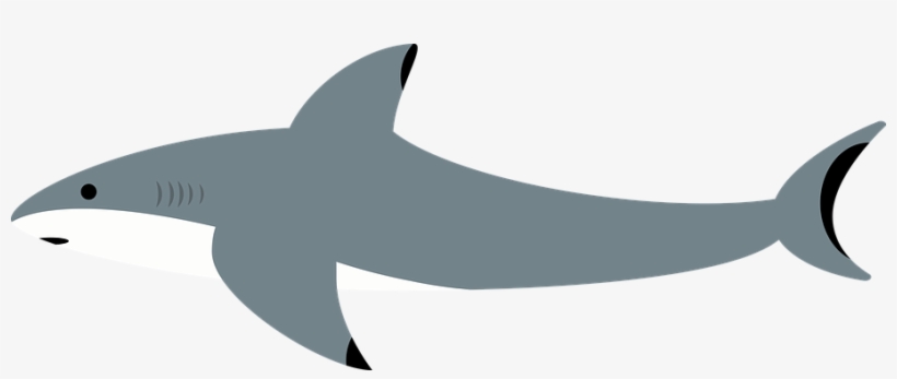 Shark, Sea, Water, Ocean, Underwater - Shark, transparent png download