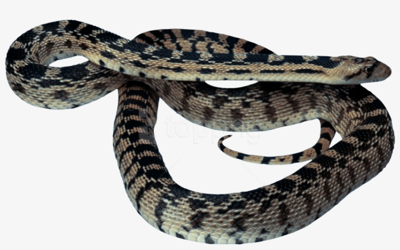 Free Png Download Snake Png Images Background Png Images - Snake Photo Animal Download, transparent png download