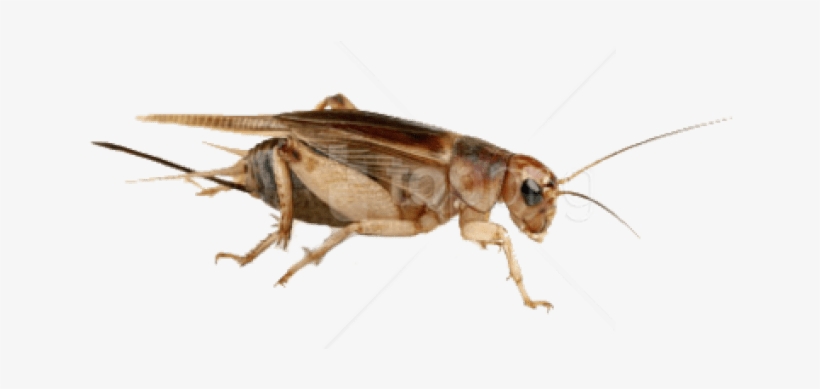 Free Png Download Cricket Insect High Quality Png Png - Steppekrekel, transparent png download