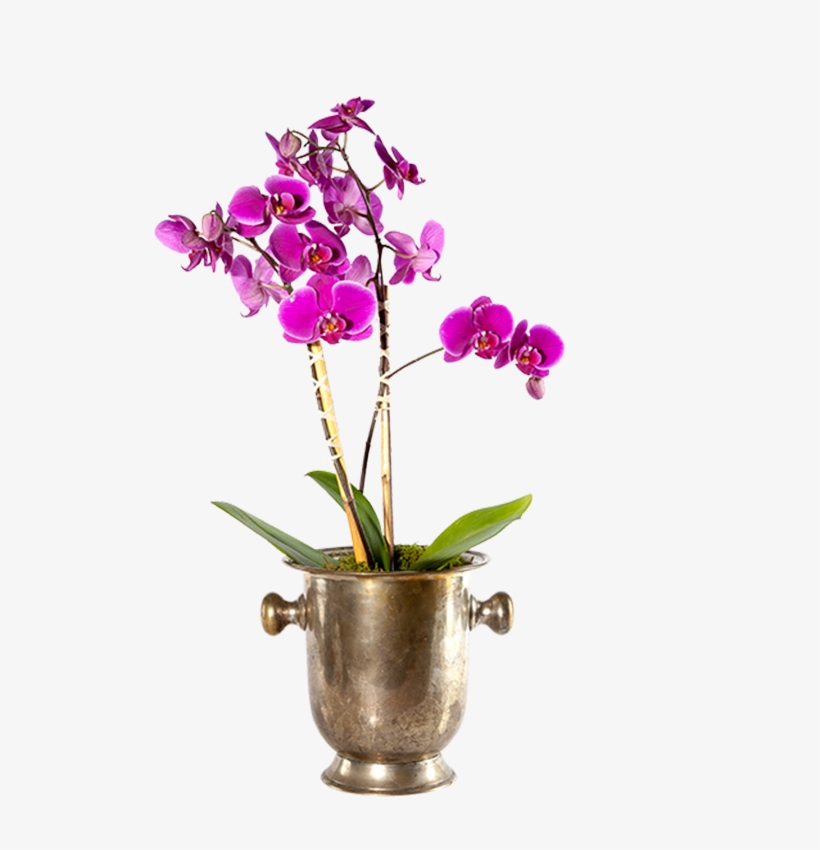 Single Orchid Planter - Moth Orchid, transparent png download