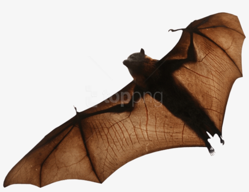 Free Png Download Bat Png Images Background Png Images - Bat Png Hd, transparent png download