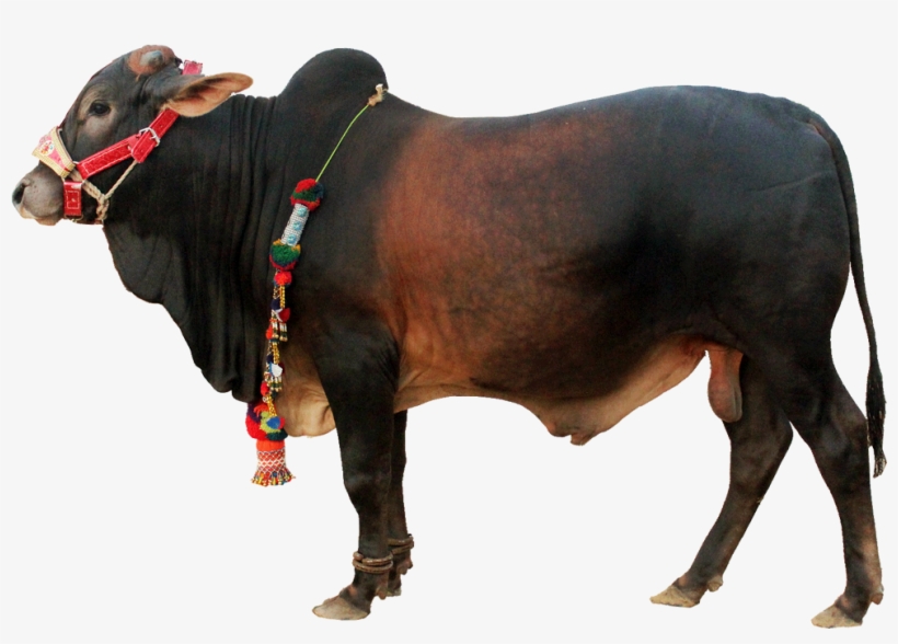 Animal Cow Free Png Transparent Background Images Free, transparent png download
