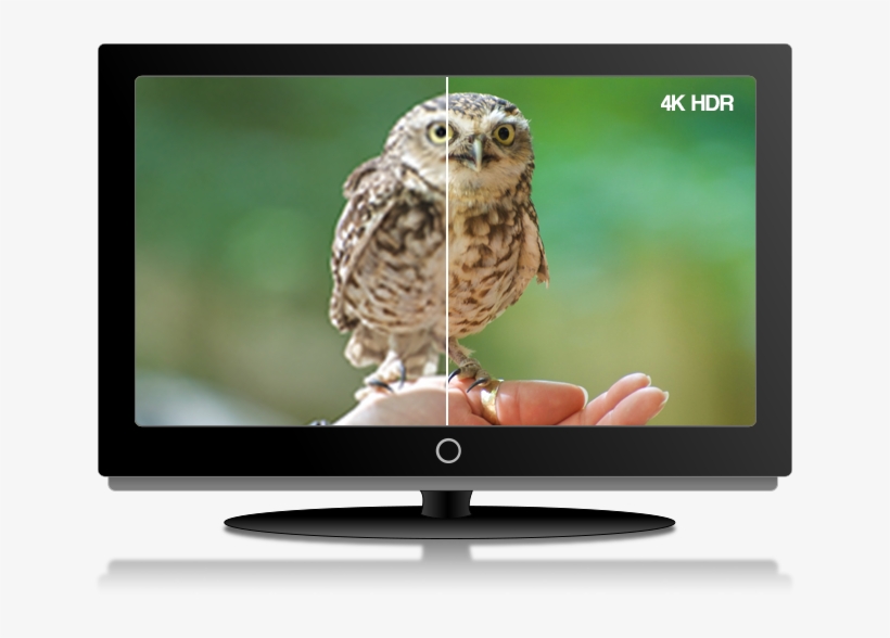 Amazing Quality 4x More Pixels Than Standard Definition, - Great Grey Owl, transparent png download