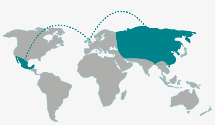 Surgical Innovations Have Recently Launched Yelloport - Map Of The World Grey, transparent png download