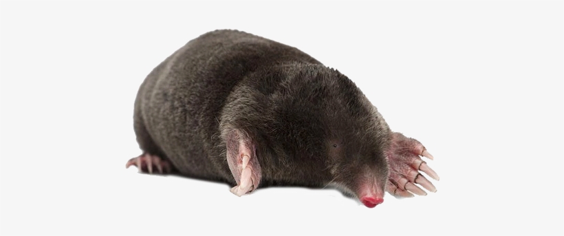 Garden Moles Removal - Mol Png, transparent png download