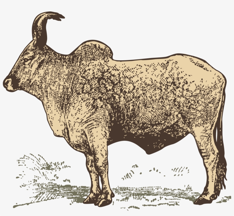 Buffalo Vector Milk - رسم جاموس, transparent png download