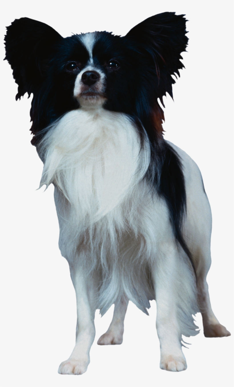 Dog Png, Download Png Image With Transparent Background, - Papillon Dog Png, transparent png download