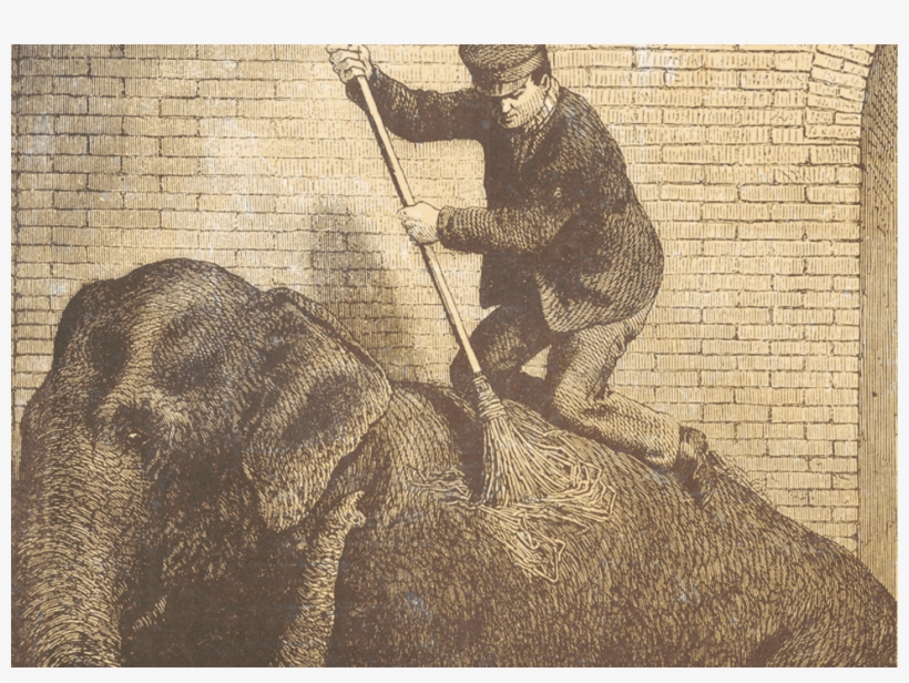 Elephant - Indian Elephant, transparent png download