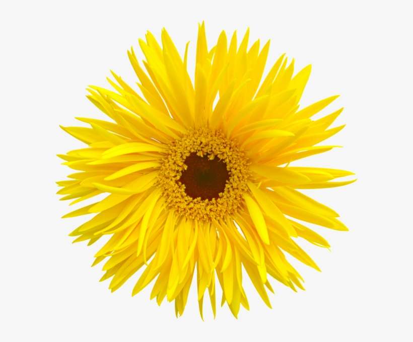 黄色菊花 - Yellow Sunflower Png, transparent png download