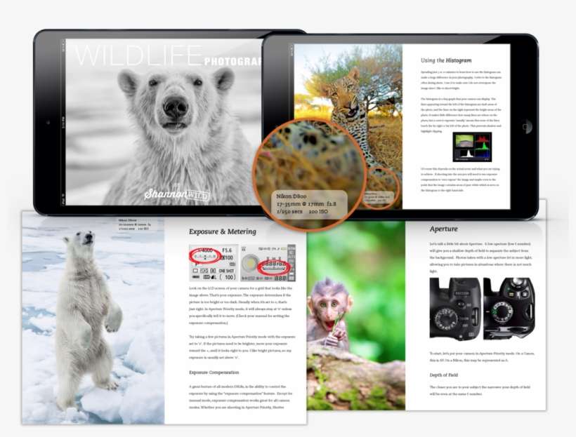 Master Wildlife Photography With My Comprehensive E-book - Grizzly Bear, transparent png download