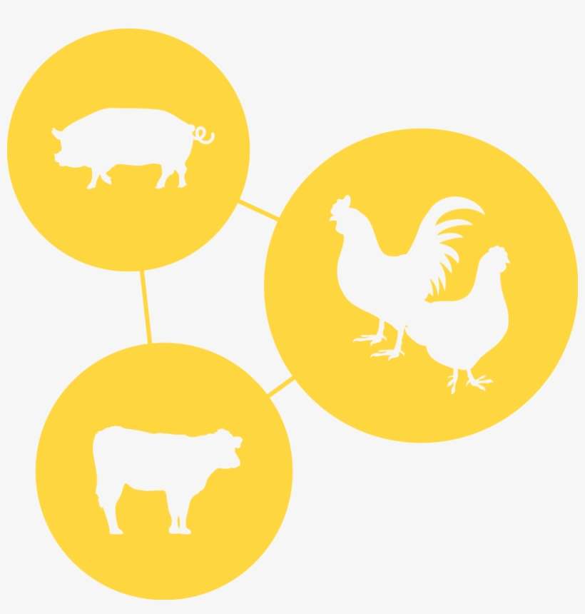 Earnings In Livestock And Poultry To Grow Their Farming - Rooster, transparent png download