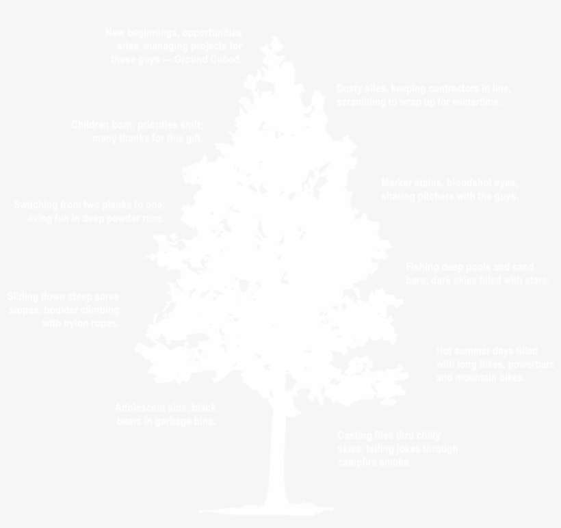 James - Western Yellow Pine, transparent png download