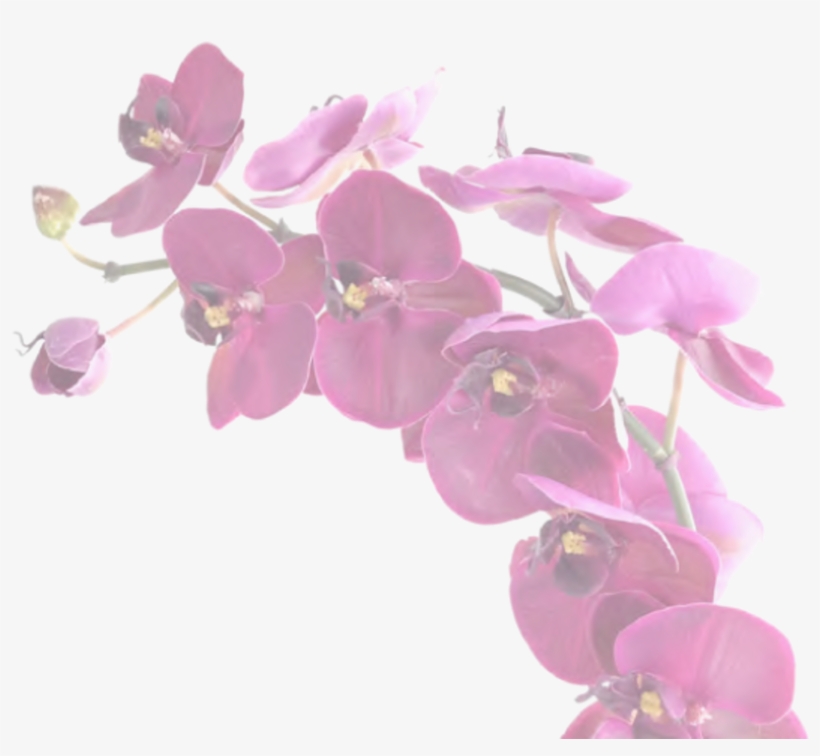 Your Only Purchasing One Vanilla Orchid - Moth Orchid, transparent png download