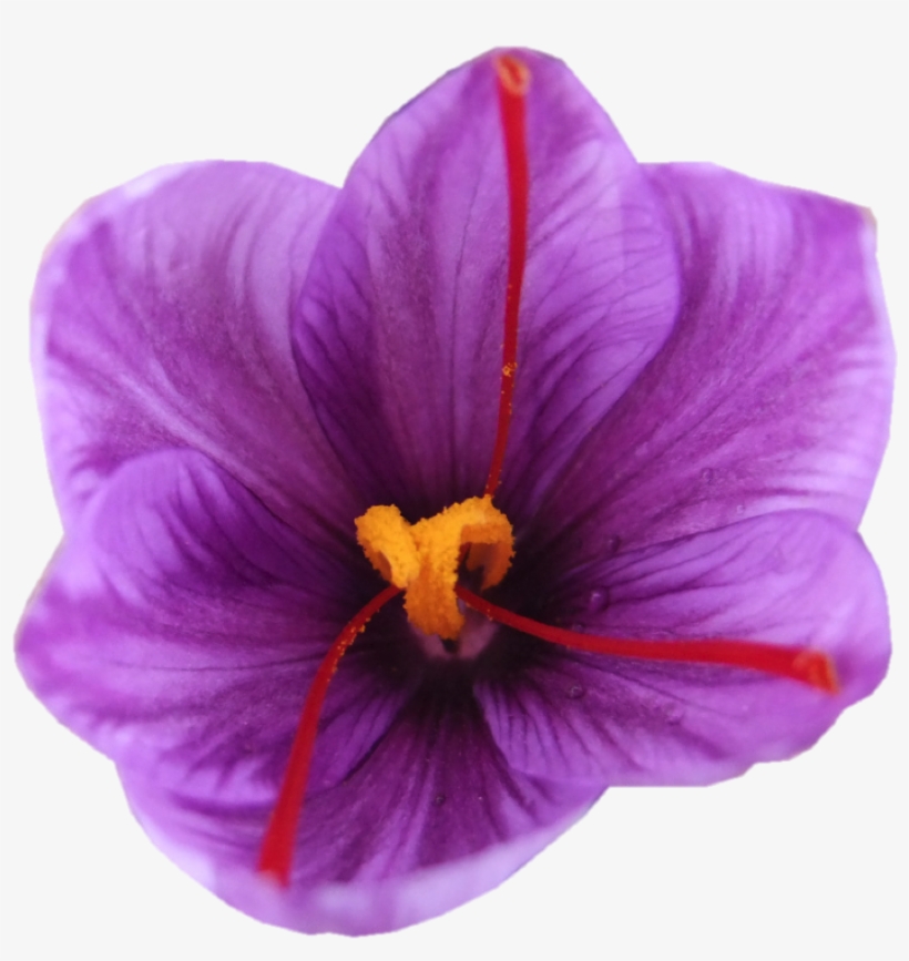 What - Snow Crocus, transparent png download
