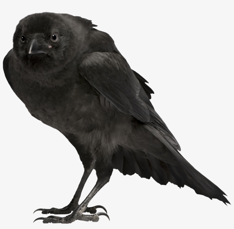 Hoztam 32 Darab Halloween-i Képet, Csak Mert Vészesen - Toy Crow, transparent png download