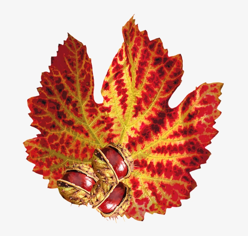 Laminated Poster Chestnut Autumn Autumn Leaf Png Nature - Chestnut Transparent, transparent png download