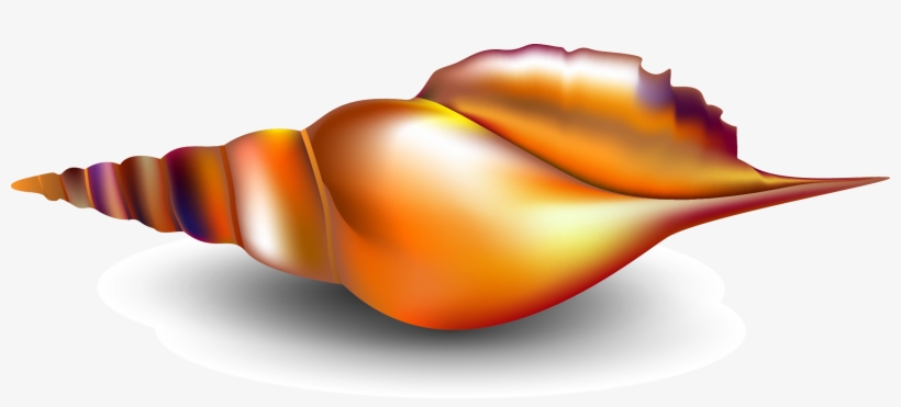 Seashell Conch Mollusc Shell - Seashell, transparent png download