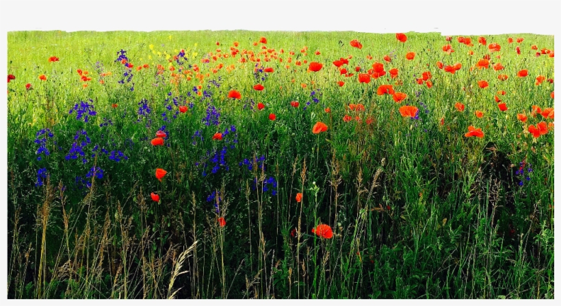 Flower Sticker - Tulip, transparent png download