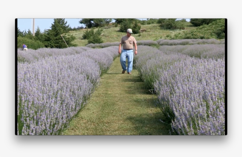 The Poetics Of Space - English Lavender, transparent png download