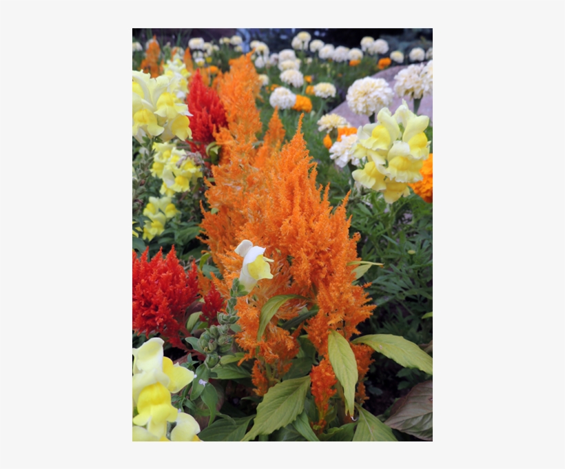 Flower Garden Of The Stanley Hotel In Estes Park, Co - Prince Of Wales Feathers, transparent png download