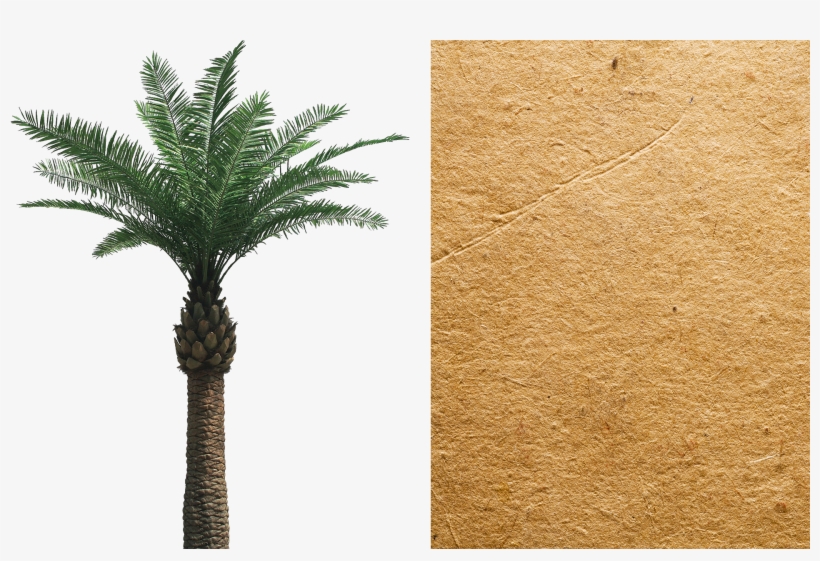 Palm Tree Cut Out - Date Palm Png, transparent png download