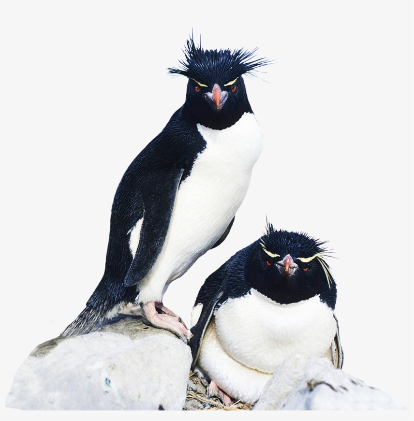 Rockhopper Penguin Clipart - Rockhopper Penguin Clip Art, transparent png download