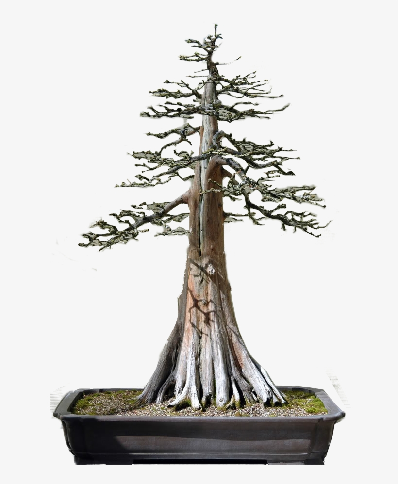 Bald Cypress Bonsai, transparent png download