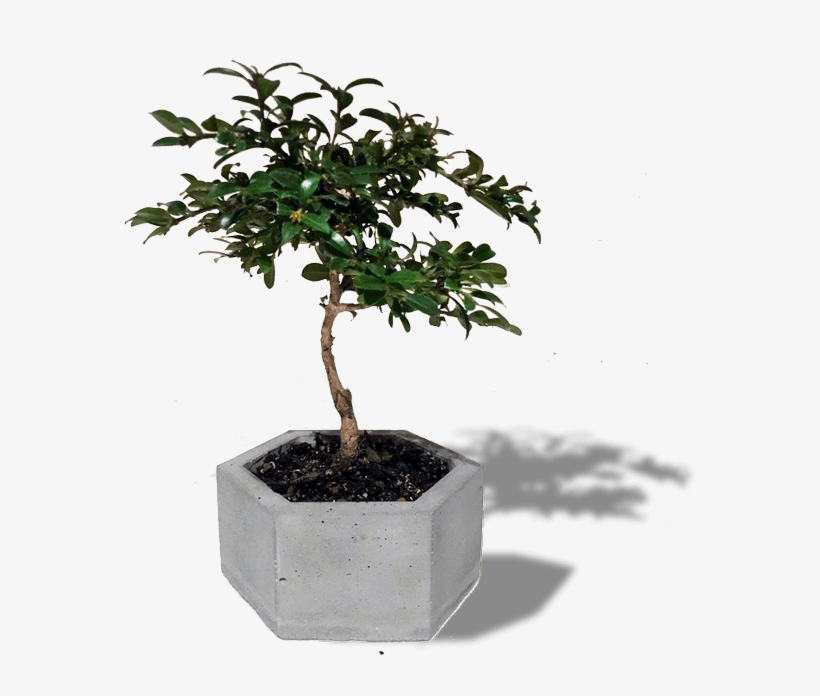 Choosing A Bonsai Pot For Your Tree Empire - Sageretia Theezans, transparent png download
