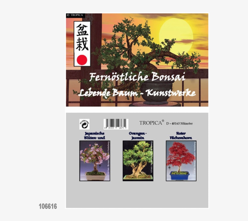 Mini Propagator Set 'far Eastern Bonsai - Bonsai, transparent png download