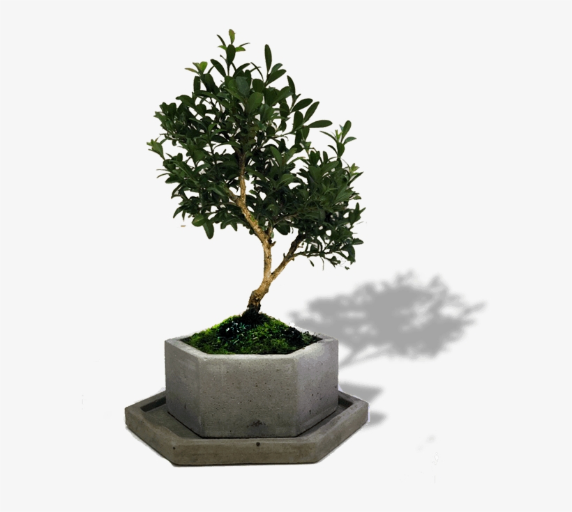 Bird's Bonsai Mini - Sageretia Theezans, transparent png download