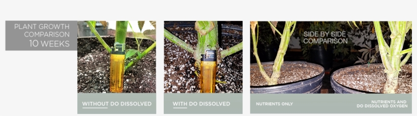 Bud Growth Dissolved Oxygen 2 Results Directoutput - Swamp Birch, transparent png download