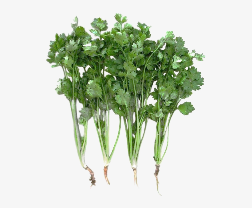 Coriander Slow Bolting Green Paradise - Coriander Plant Png, transparent png download