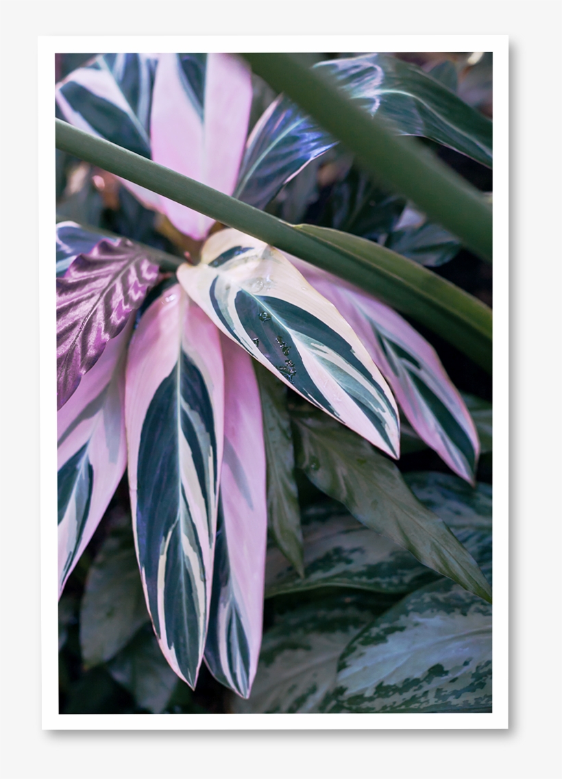 Green Day ~ N° - Arrowroot Family, transparent png download