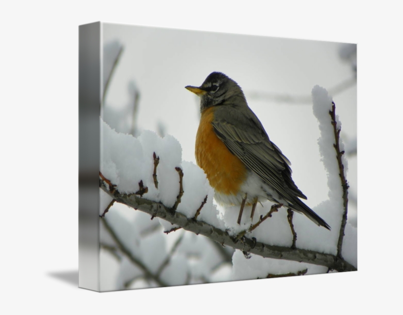 Download Png Image Report - Robin, transparent png download