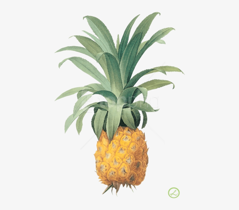 Free Png Pineapple Png Images Transparent - Pineapple Plant Png, transparent png download