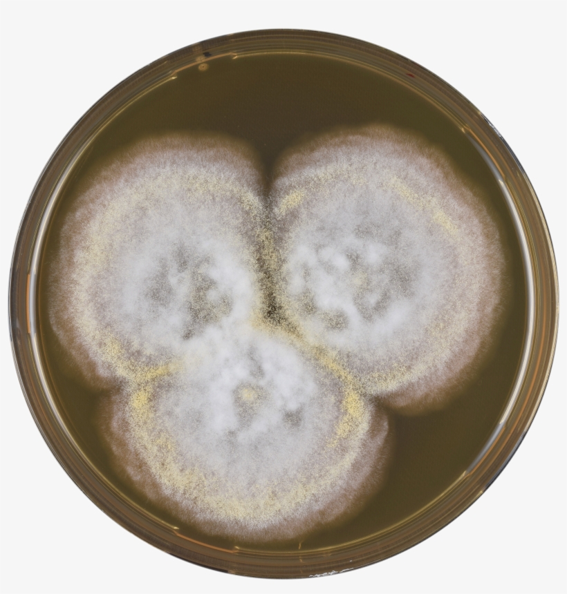 Aspergillus Coremiiformis Meaox - Dish, transparent png download