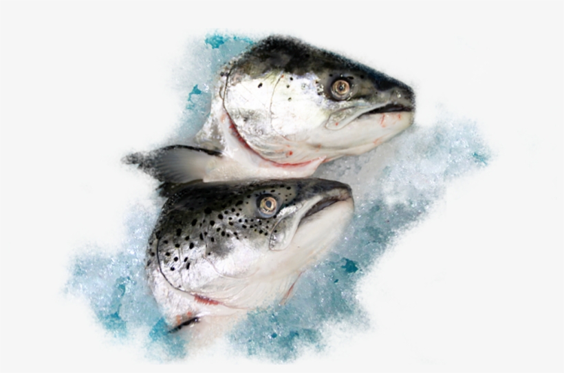 Salmon Head >400g - Great White Shark, transparent png download