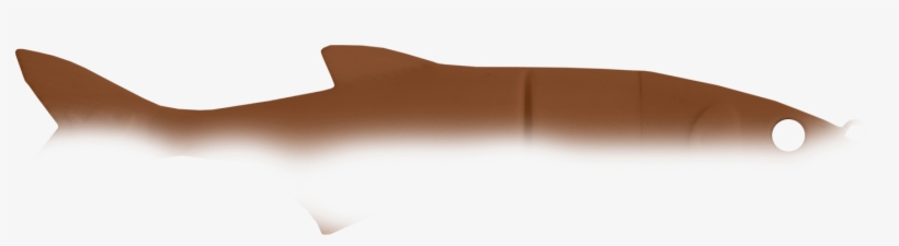 Streifen Oben Halb Braun - Cartilaginous Fish, transparent png download