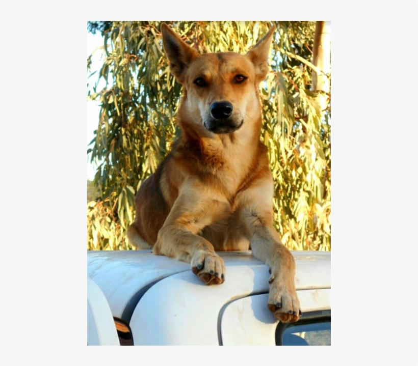 Donate To Petrescue - Korean Jindo Dog, transparent png download